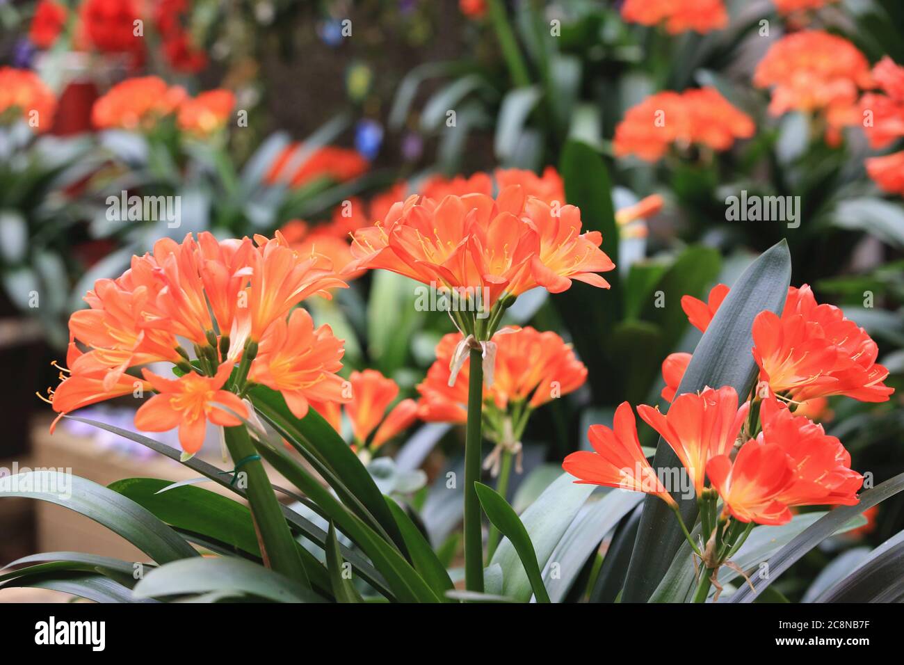 Bush lily(Clivia miniata,Natal lily,Kaffir lily,Fire lily),beautiful yellow with orange flowers blooming in the garden in spring Stock Photo