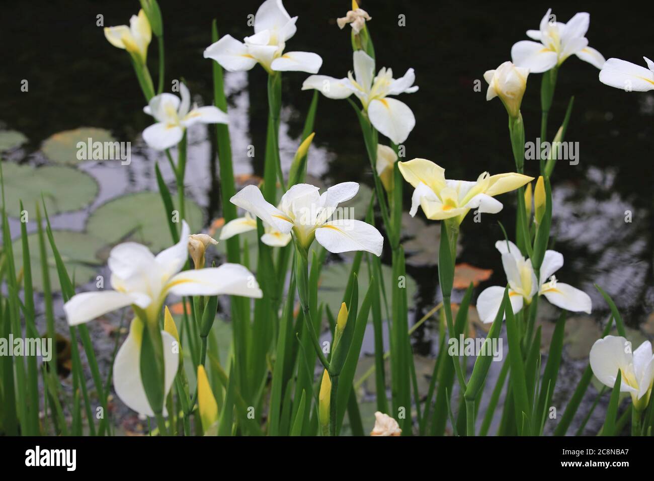 Ginger lily(Butterfly ginger,Butterfly lily,Garland flower),beautiful white with yellow flowers blooming in the garden in spring Stock Photo