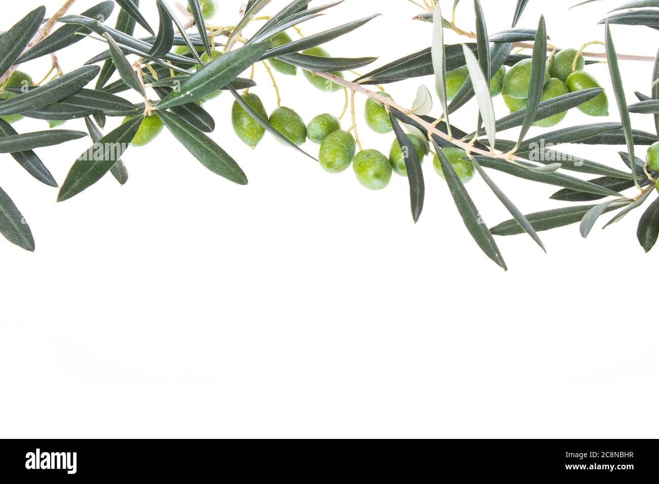 Olive branch with green olives isolated on white background. Olive ...