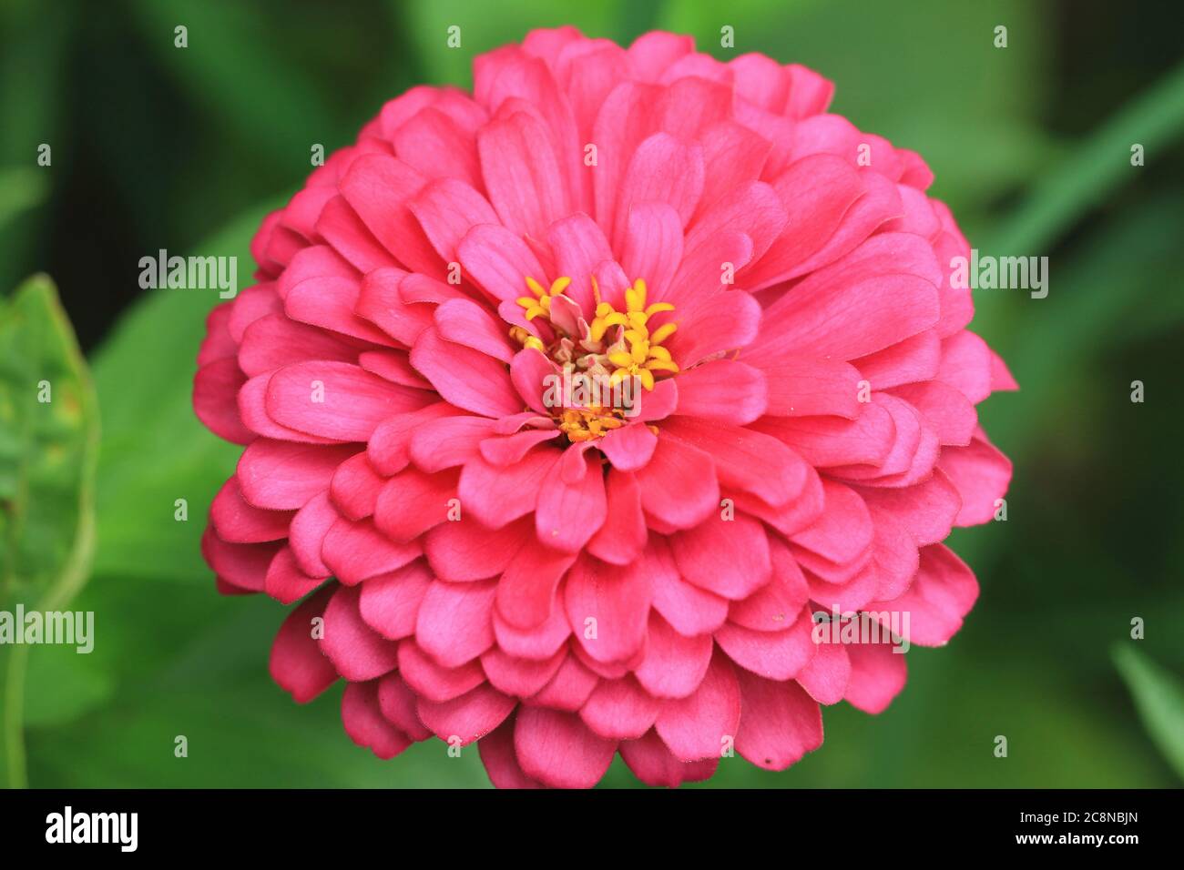 Youth and old age flower hires stock photography and images Alamy