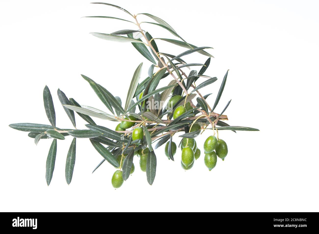 Olive branch with green olives isolated on white background. Green ...