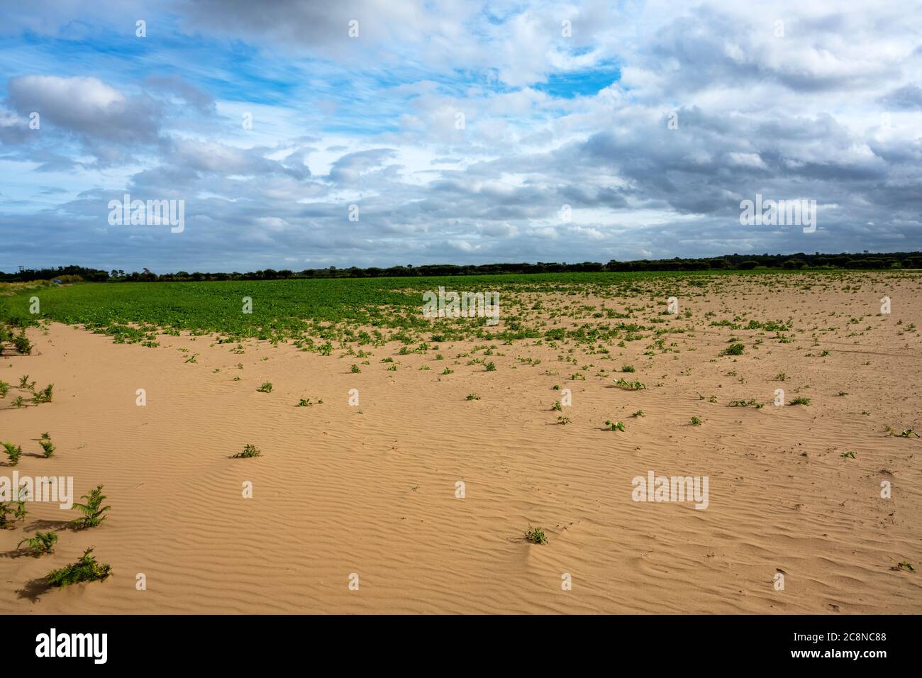 Farmland and crops effected by soil erosion Stock Photo