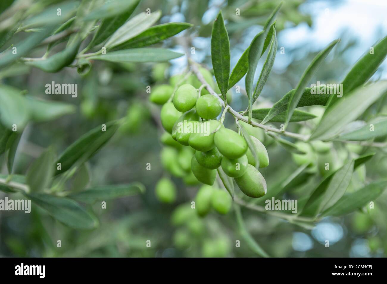Olive branch with green young olives on blurred background. Green