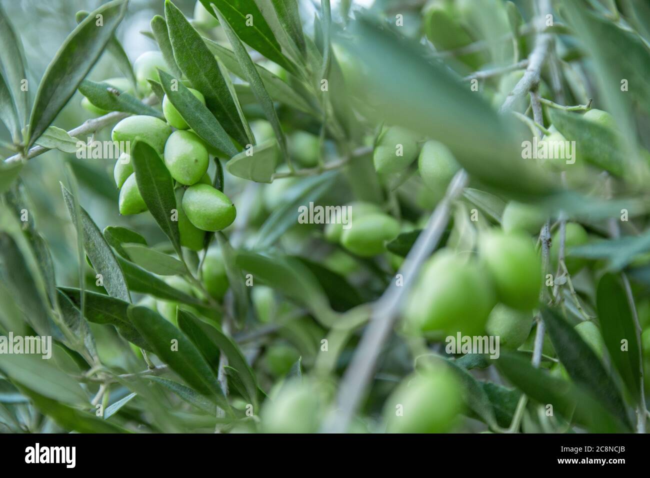 Olive branch with young olives on blurred background. Green olives on
