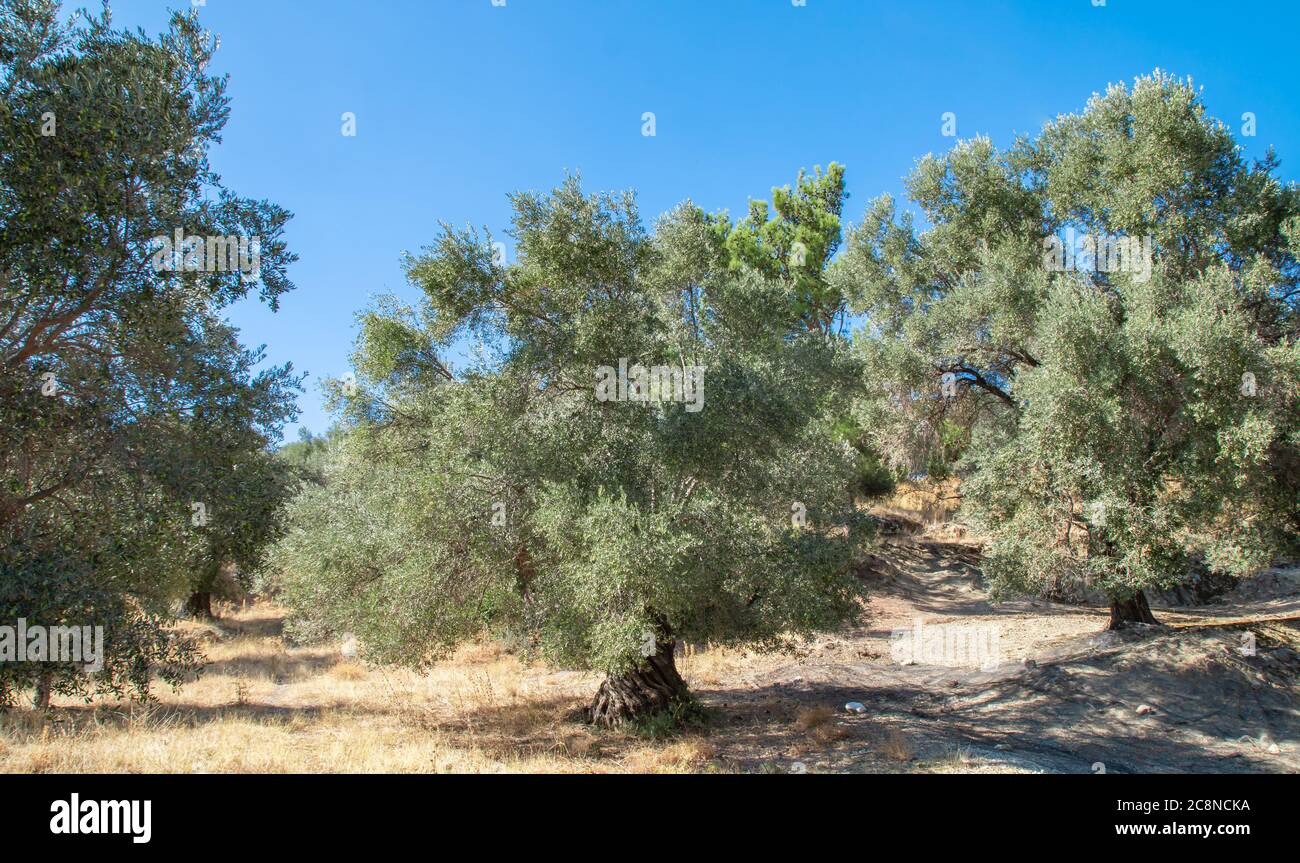 Olive tree on the hill. Olive plantation in the background. Landscape with olives trees