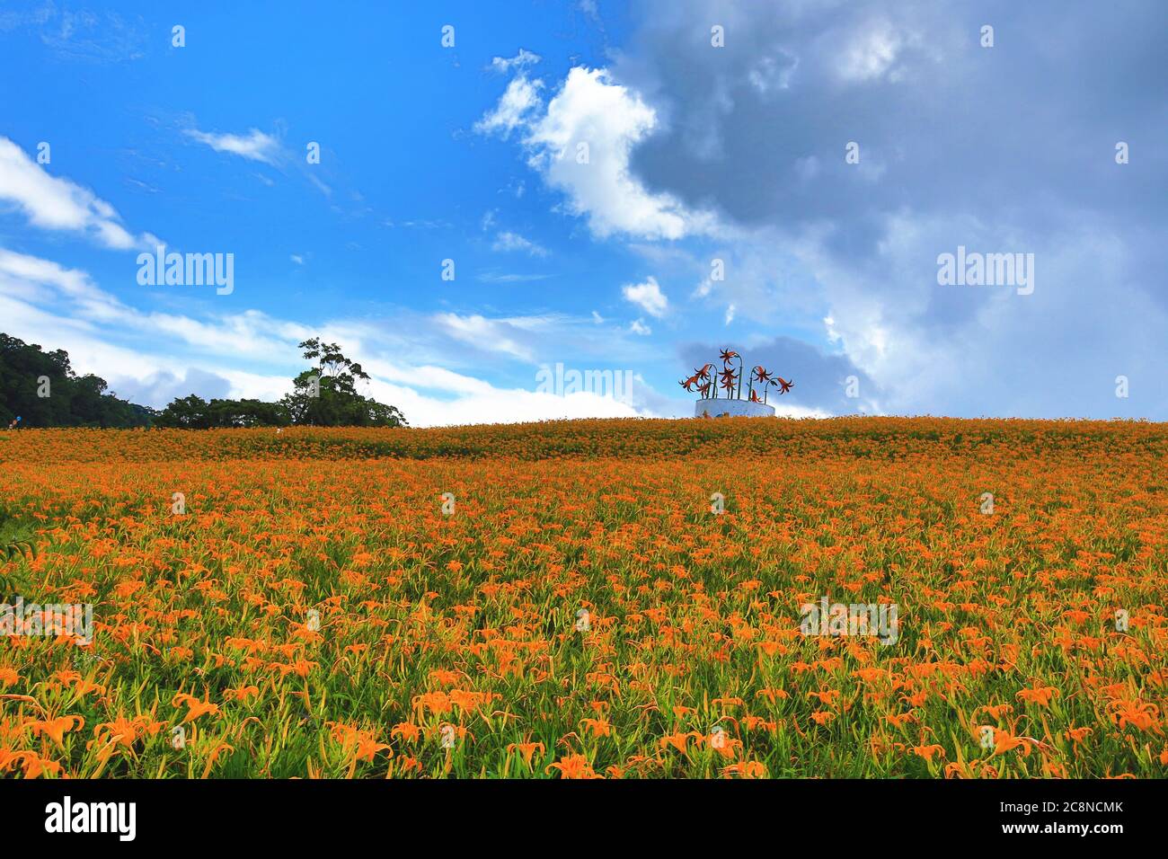 Daylily flowers and buds blooming on the hill,beautiful scenery of orange hemerocallis flowers and sky cloud Stock Photo
