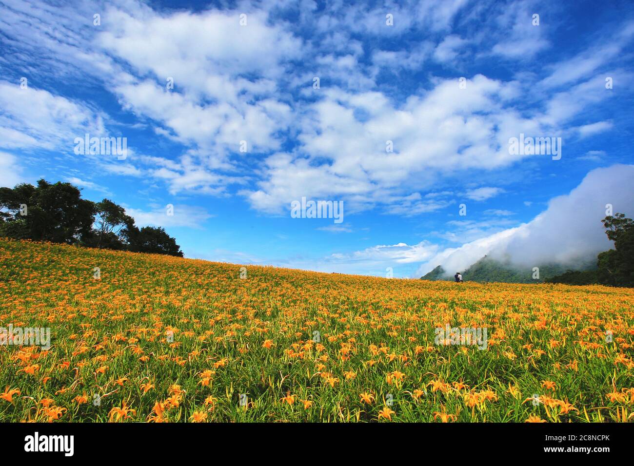 Daylily flowers and buds blooming on the hill,beautiful scenery of orange hemerocallis flowers and sky cloud Stock Photo