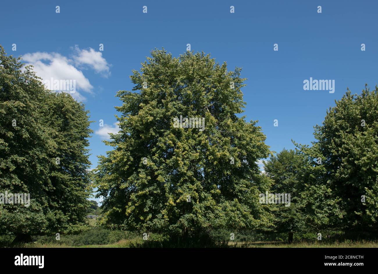 Avenue of Common Lime Trees (Tilia x europaea) Growing in a Park in