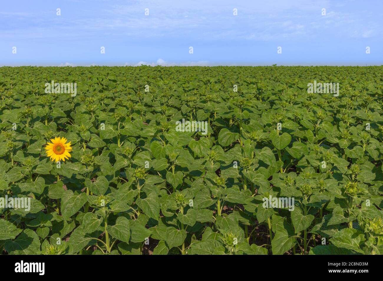 First One Yellow Sunflower On The Green Field Motivation Concept Agriculture Achieving Success Start Start Of Growth Sunflower Oil Stock Photo Alamy