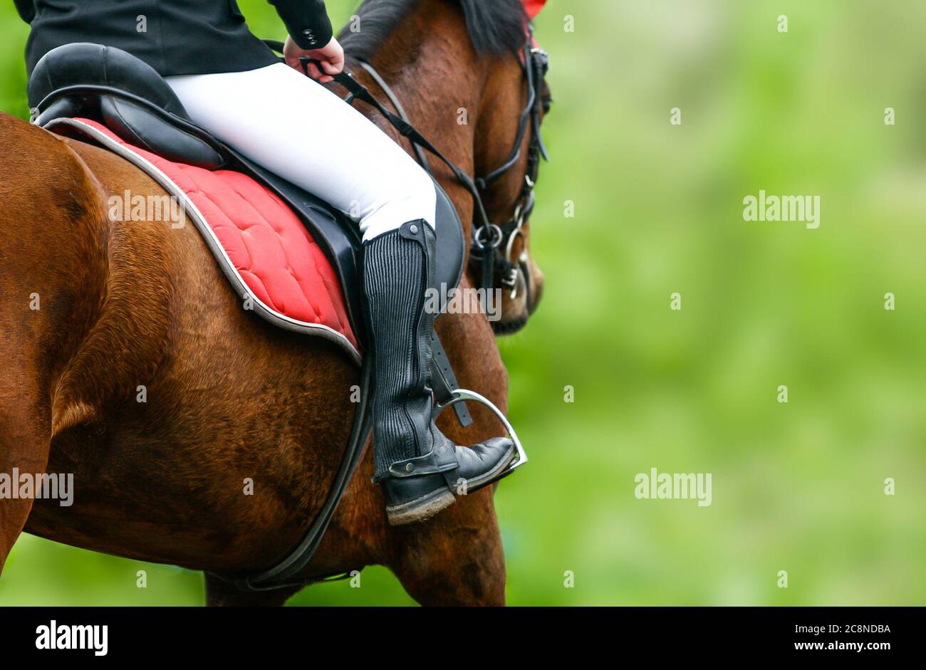 Horse riding closeup in summer season Stock Photo