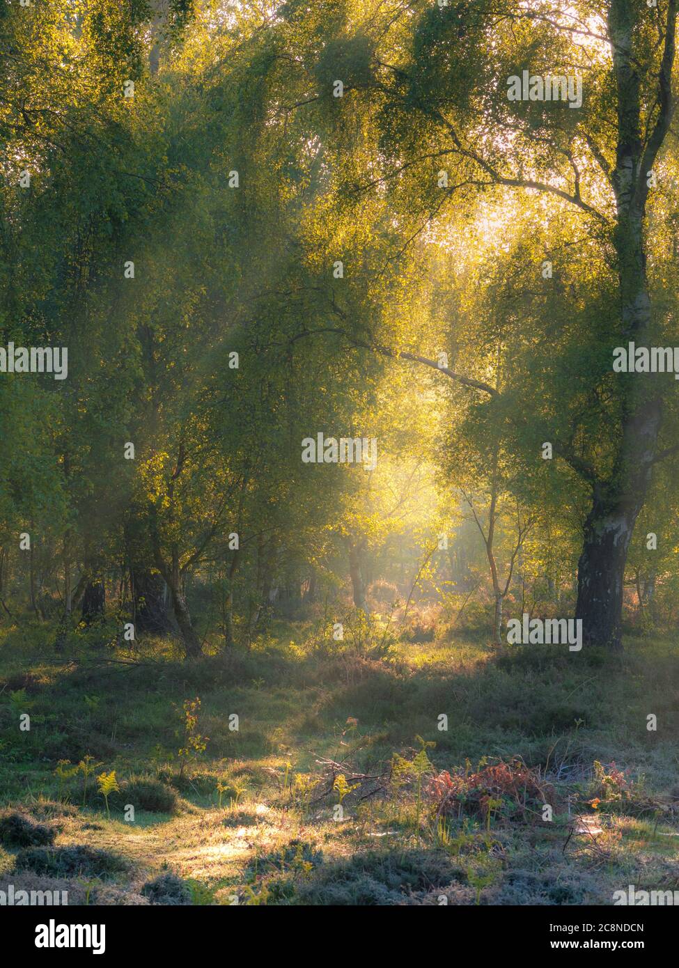 Catching the early morning light as it shines through misty trees Stock ...
