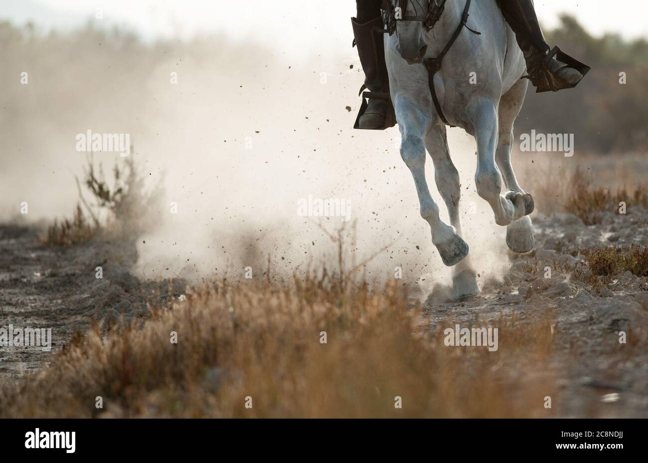 Action horse rider hi-res stock photography and images - Alamy