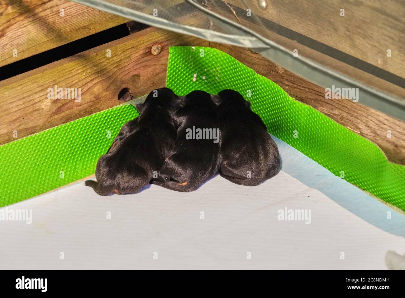 Heated Whelping Kit My Breeder Supply