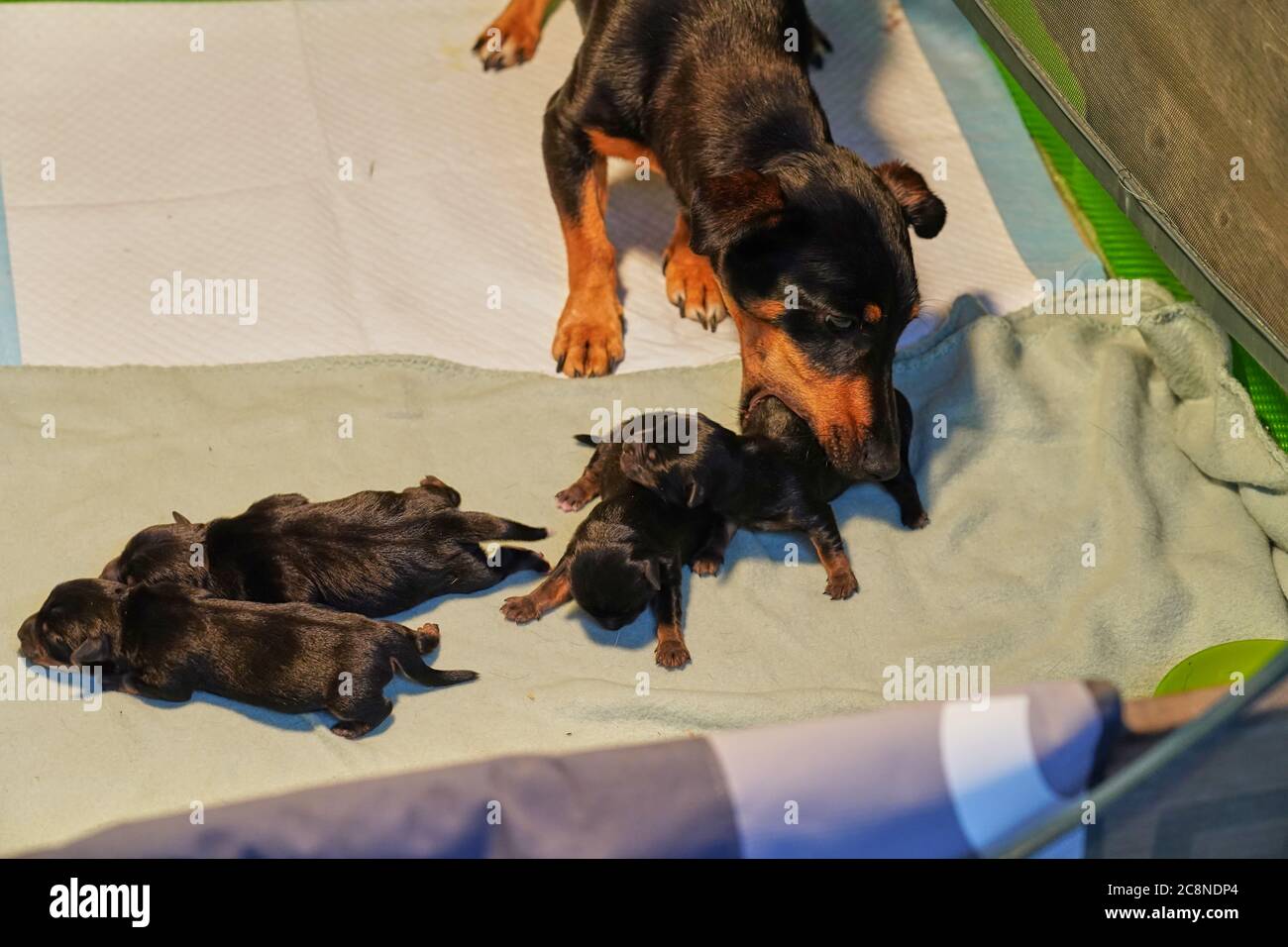 Newborn jack russell terrier pups, mother takes puppy in mouth to move