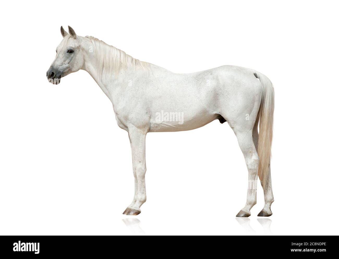 white arabian stallion standing isolated over a white background Stock Photo