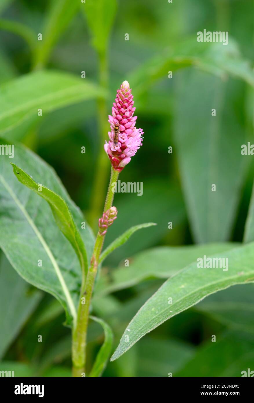 Water Knotweed (Persicaria amphibia) in flower Stock Photo