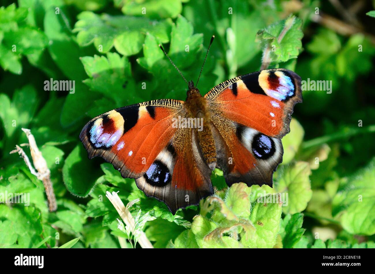 freshly emerged peacock butterfly at rest Stock Photo - Alamy