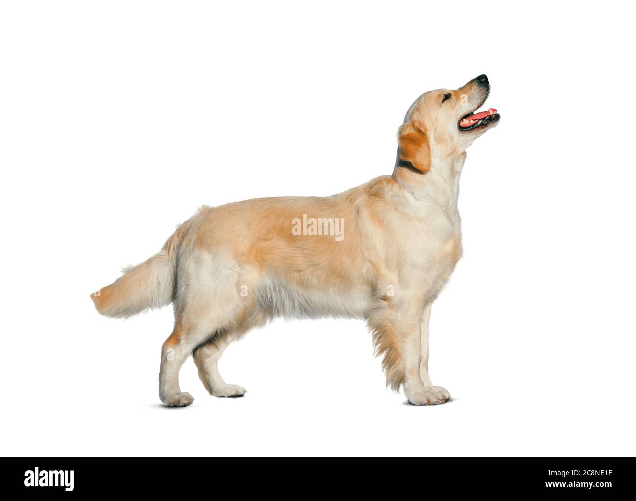 Golden retriever puppy isolated hires stock photography and images Alamy