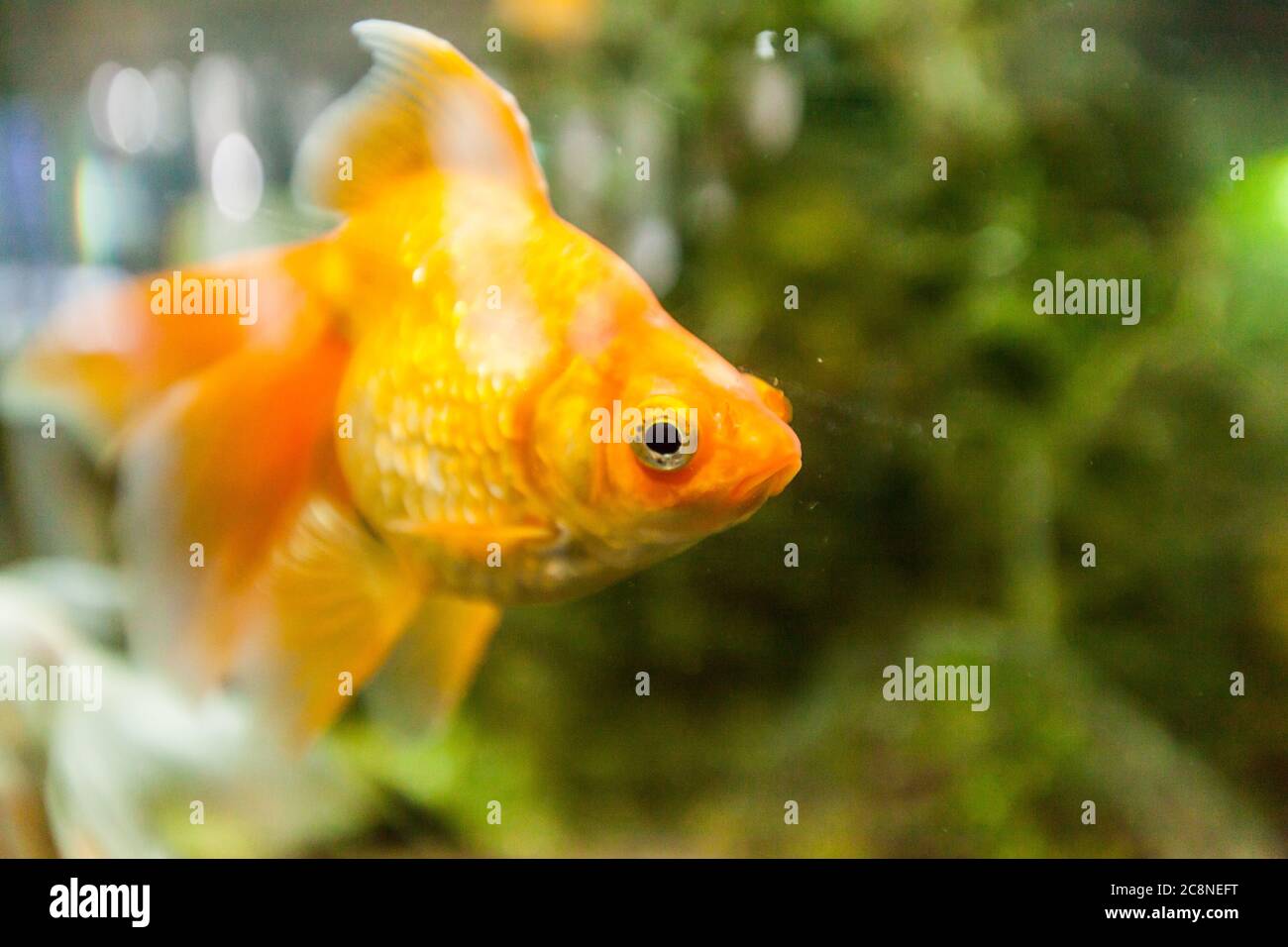 Goldfish in freshwater aquarium, closeup view Stock Photo