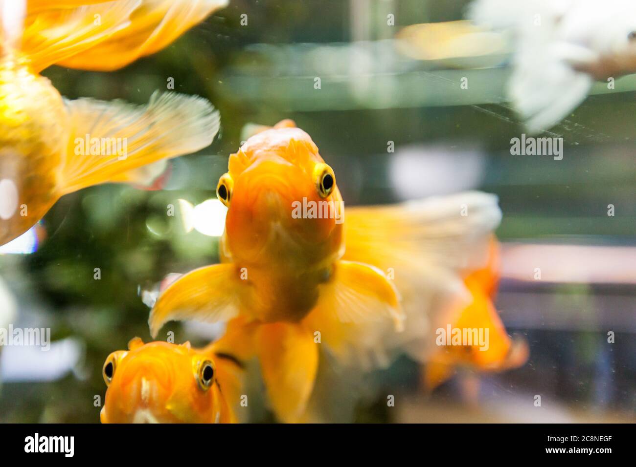 Goldfish in freshwater aquarium, closeup view Stock Photo