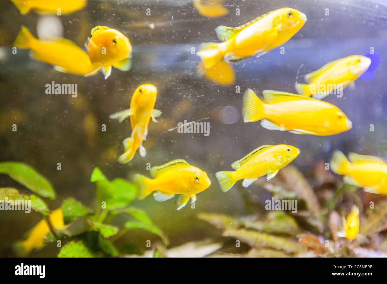 Group of goldfish in freshwater fishtank Stock Photo