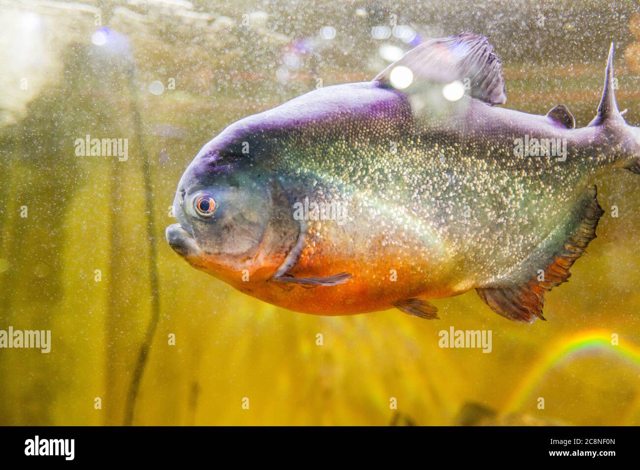 Piranha in aquarium , South American freshwater fish Stock Photo - Alamy