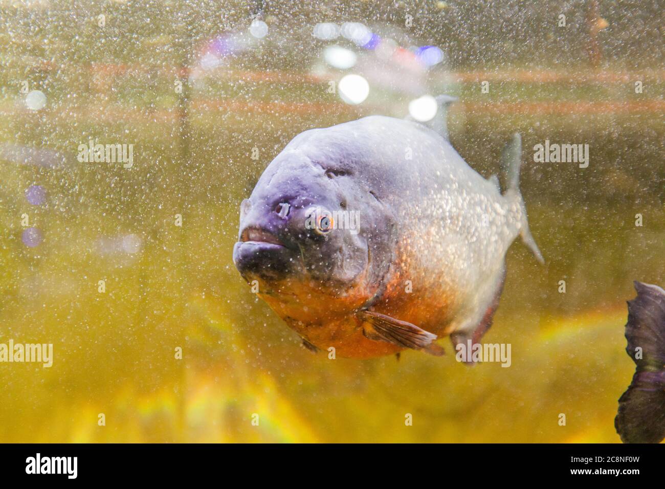Piranha in aquarium , South American freshwater fish Stock Photo - Alamy