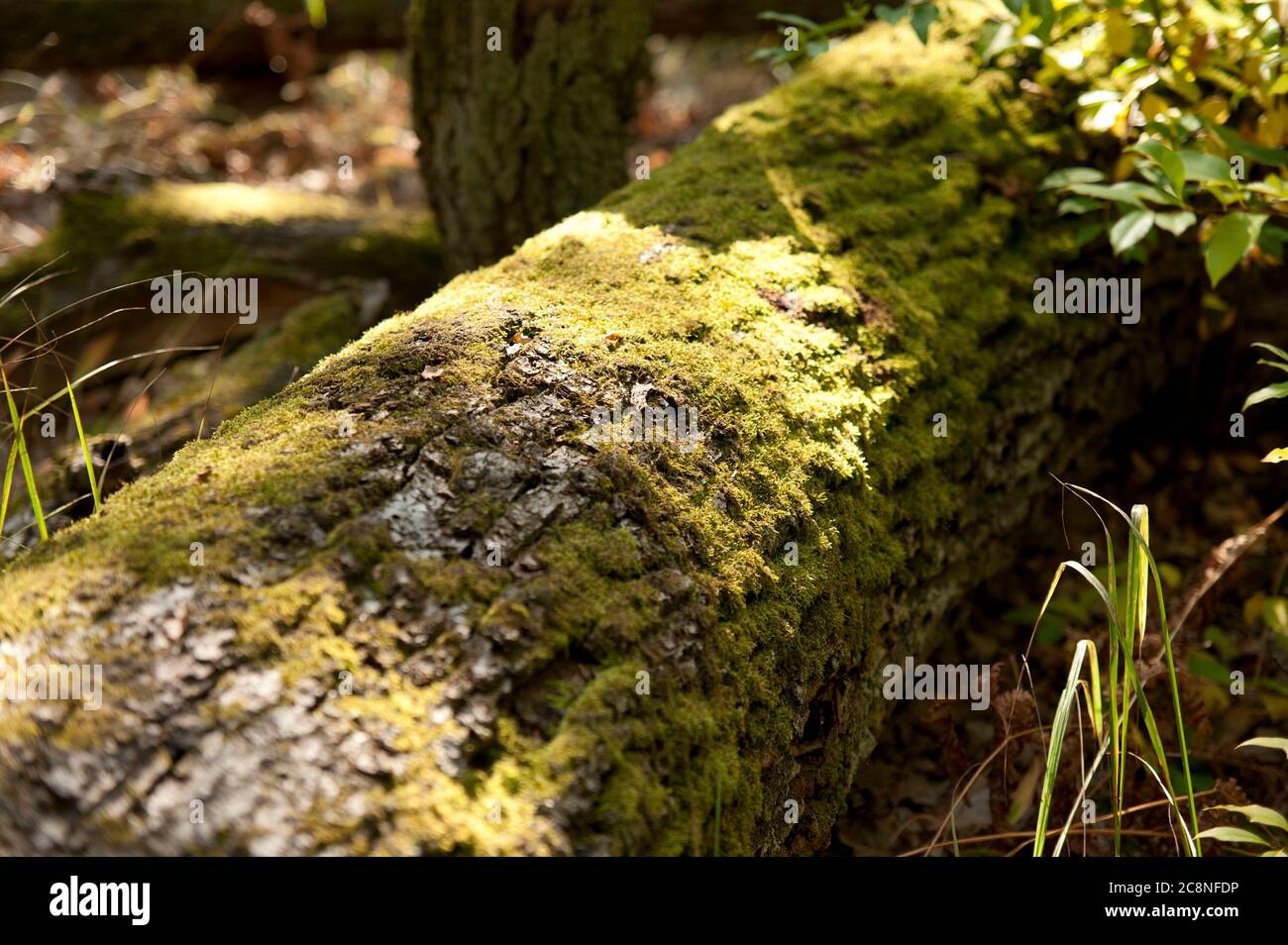 Wild Nature Stock Photo