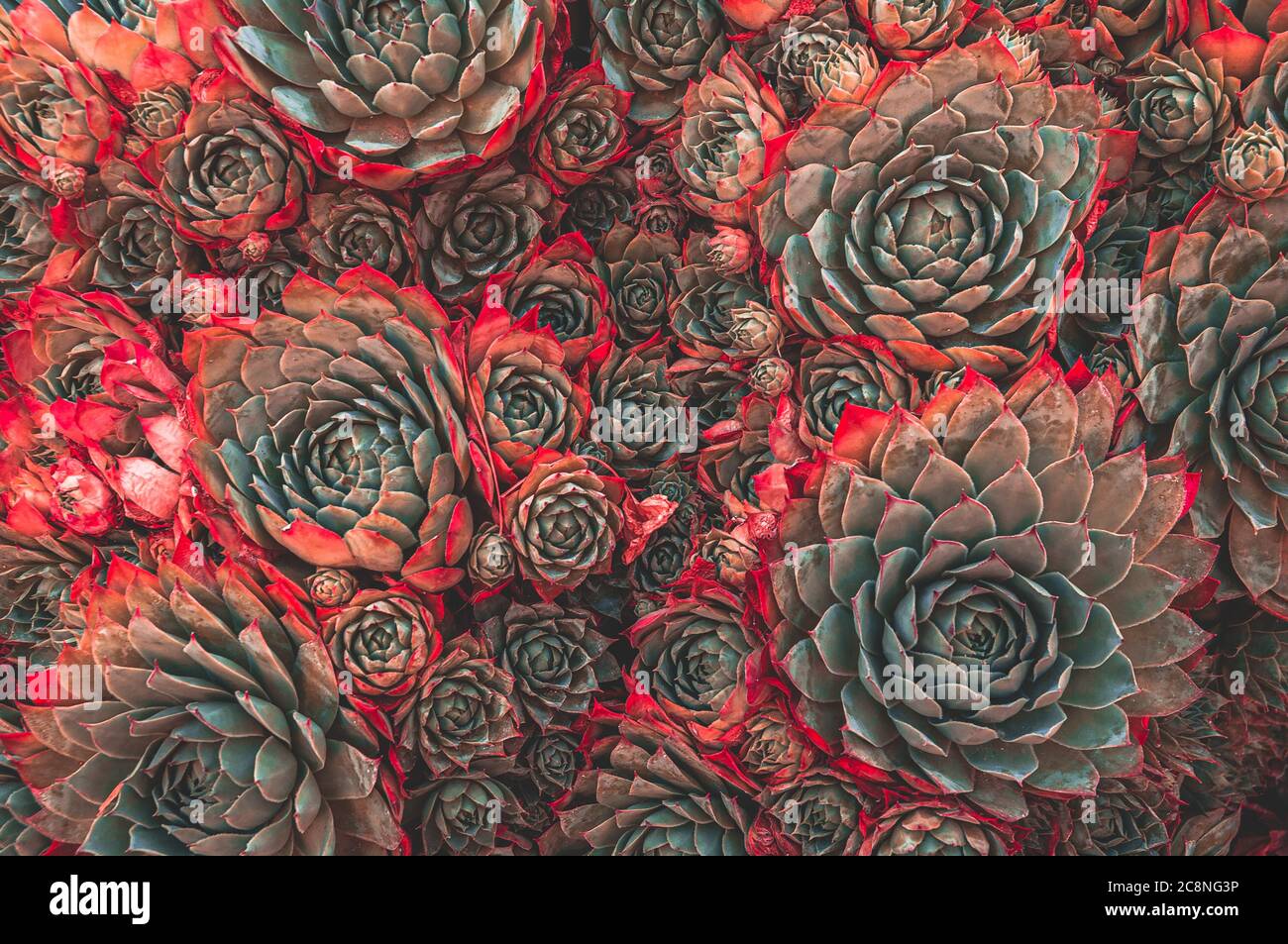 Abstract background wallpaper of many echeveria plant growing crammed together Stock Photo