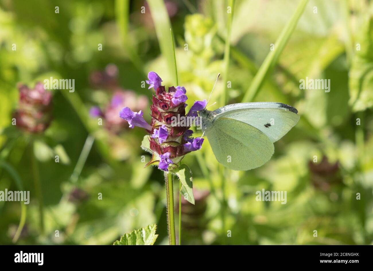 Cabbage white at High Batts Nature Reserve Stock Photo