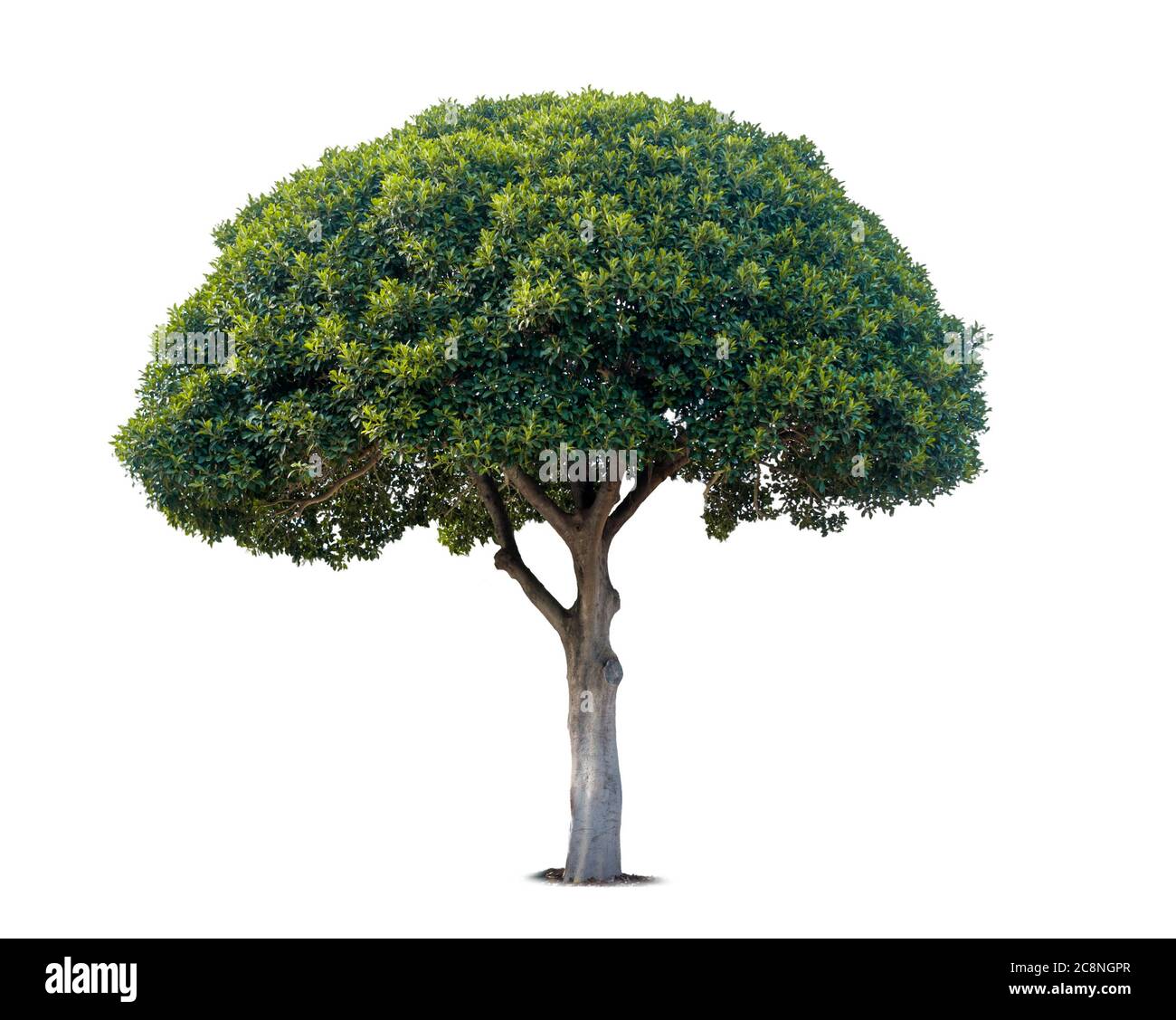 Green summer tree isolated over a white Stock Photo
