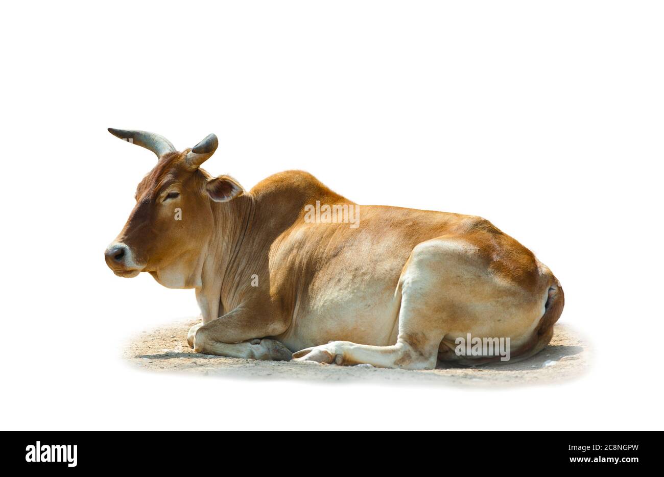 Zebu the indian bull isolated over a white background Stock Photo