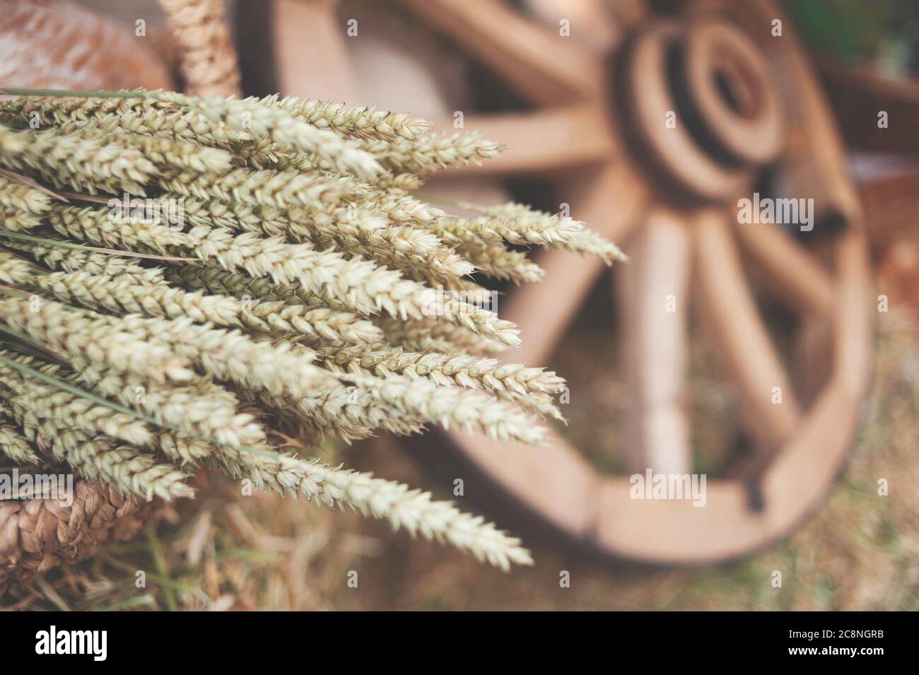 concept: ears of wheat in a basket on a farm background Stock Photo