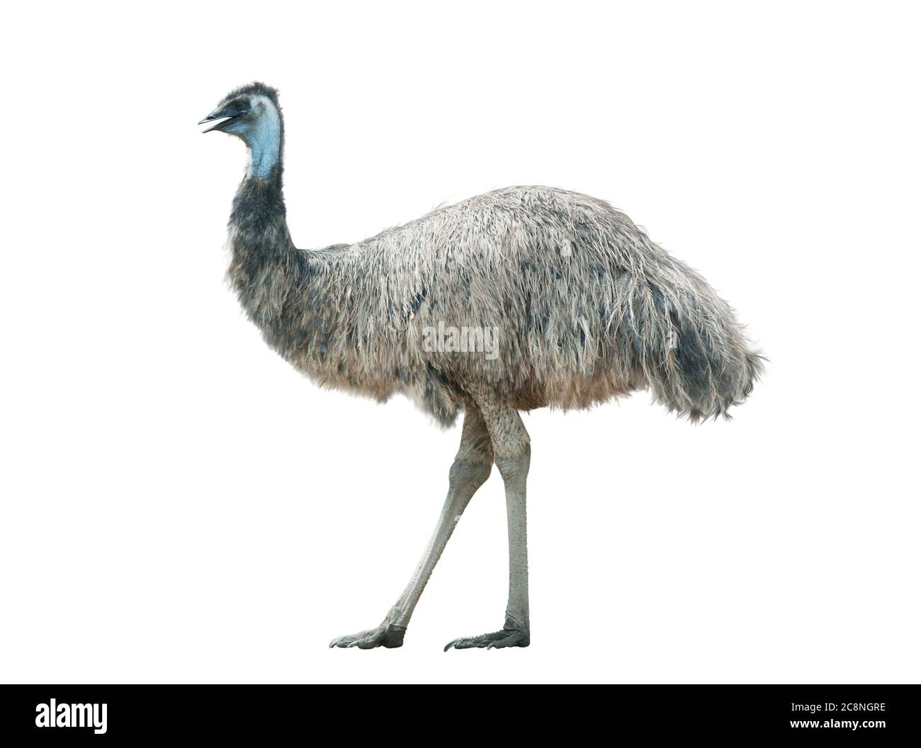 Emu isolated over a white background Stock Photo