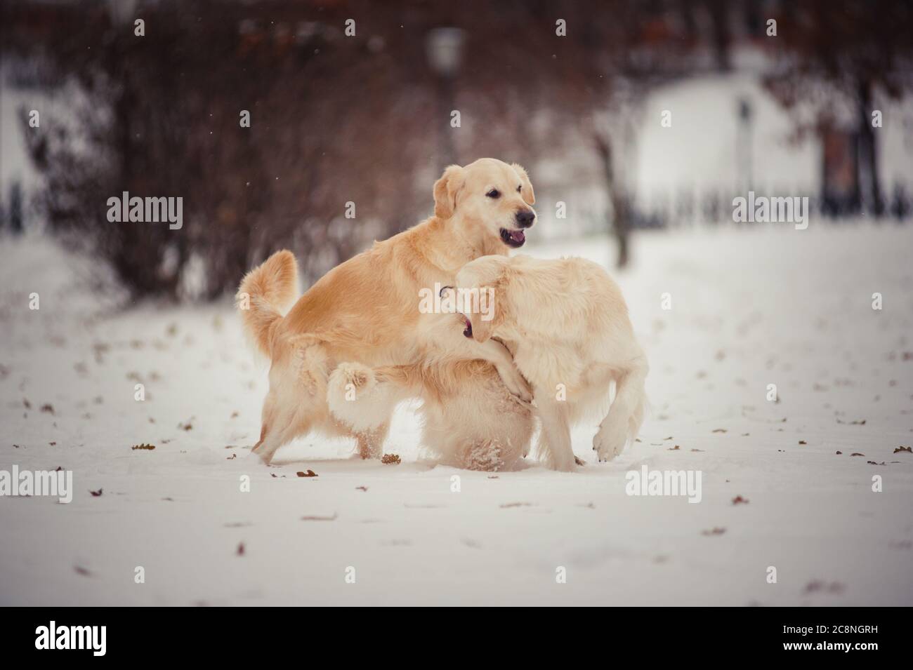 Two playing golden retrievers in winter day Stock Photo