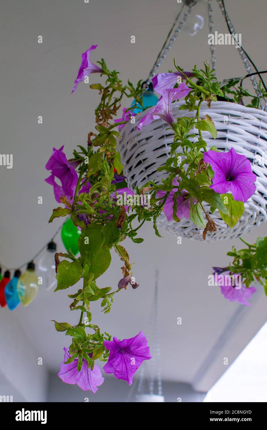Petunia  hybrida hort. ex Vilm, hanging flower in white decorative wicker basket, in full bloom, colorful decorative bulbs in the background,houseplan Stock Photo