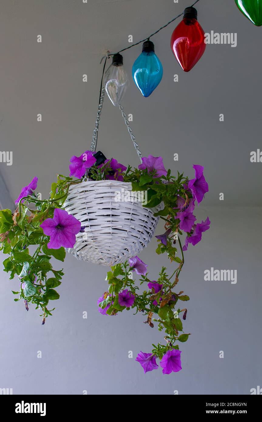 Petunia  hybrida hort. ex Vilm, hanging flower in white decorative wicker basket, in full bloom, colorful decorative bulbs in the background,houseplan Stock Photo