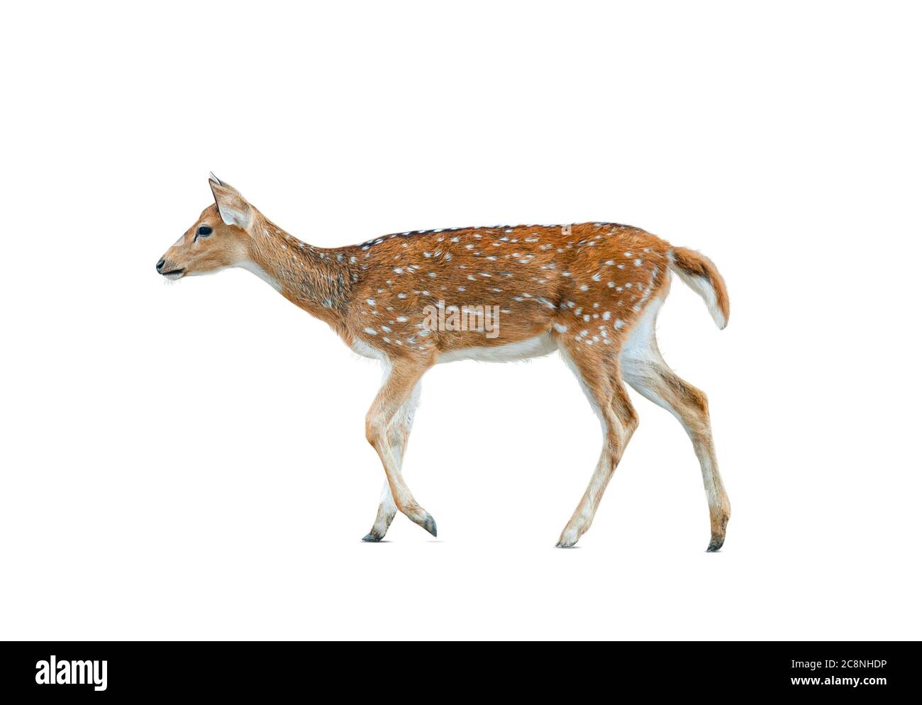 Spotted deer female isolated over a white background, walking Stock Photo