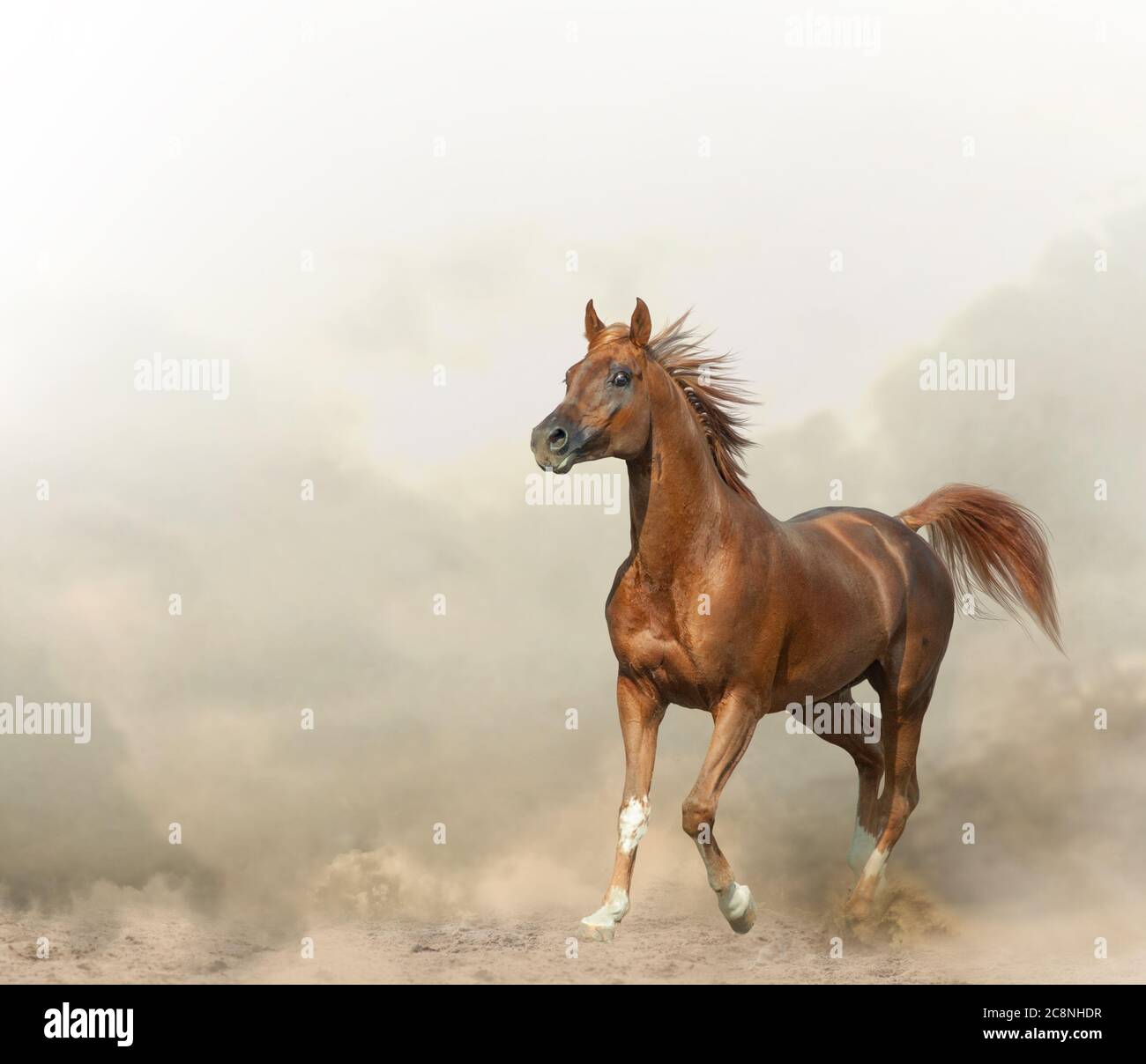 Graceful arabian stallion in prairies Stock Photo