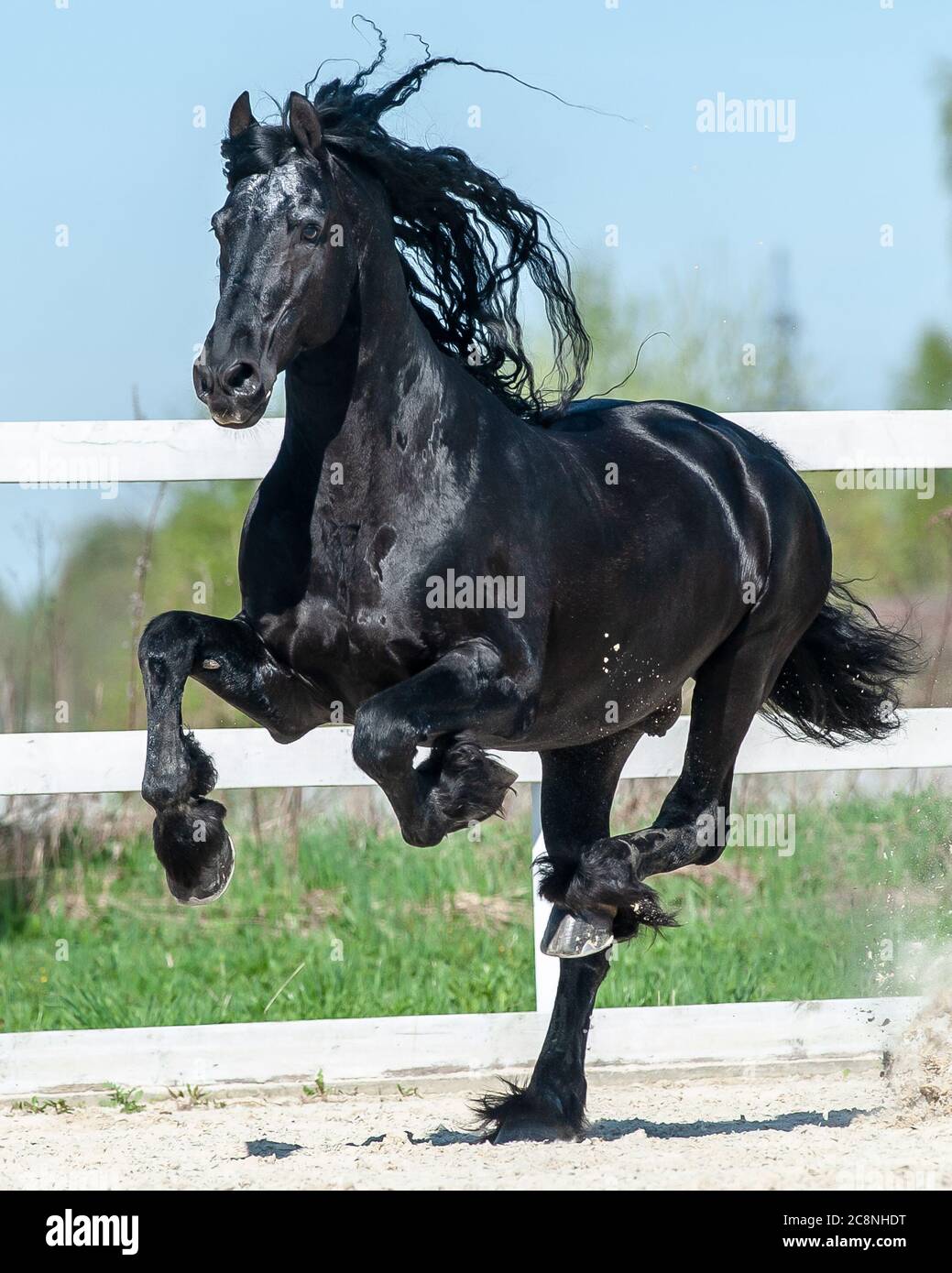 Beautiful frisian stallion running gallop fast at full speed Stock Photo