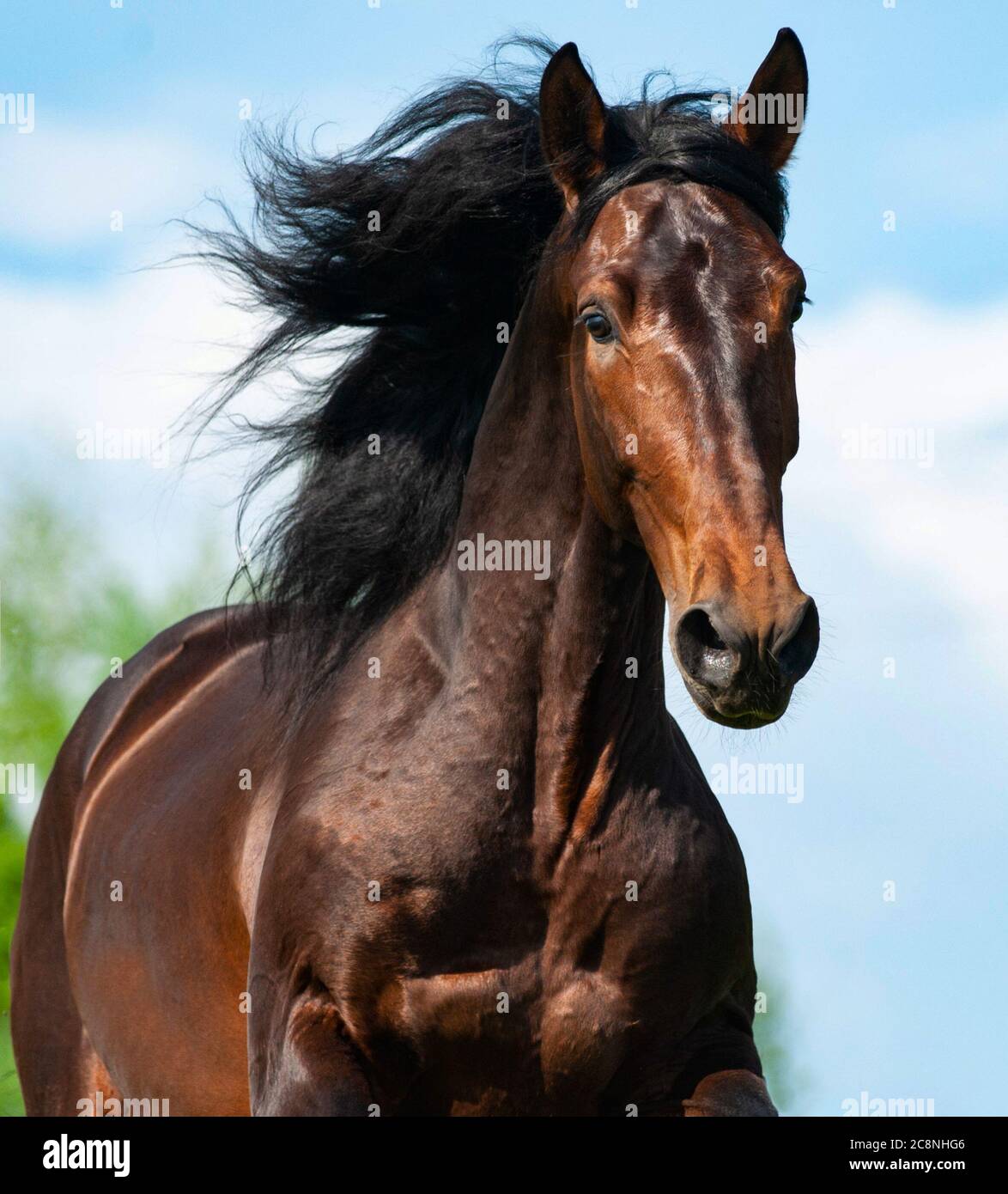 Bay andalusian stallion in motion close view Stock Photo