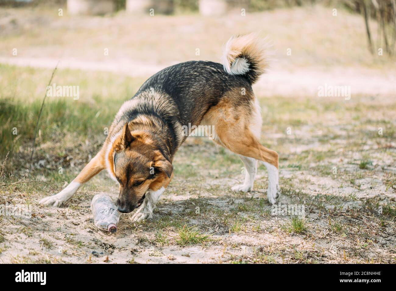 Mixed Breed Dog Playing With Plastic Bottle, Rubbish In Forest Stock Photo