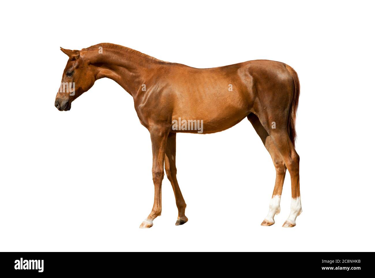 Young chestnut horse standing, isolated over a white background Stock Photo