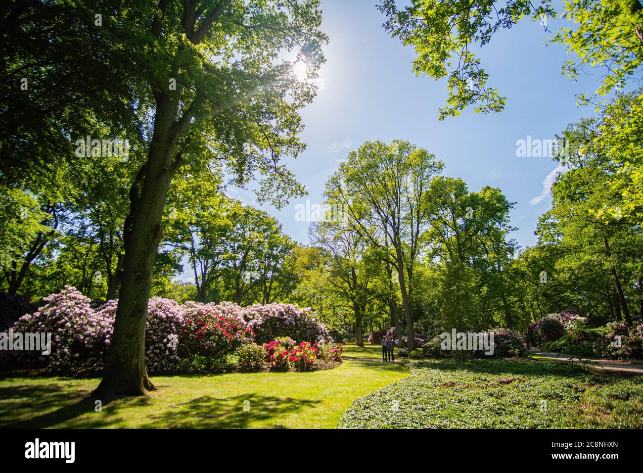 Beautiful Rhododendron park in Bremen in the sun Stock Photo - Alamy