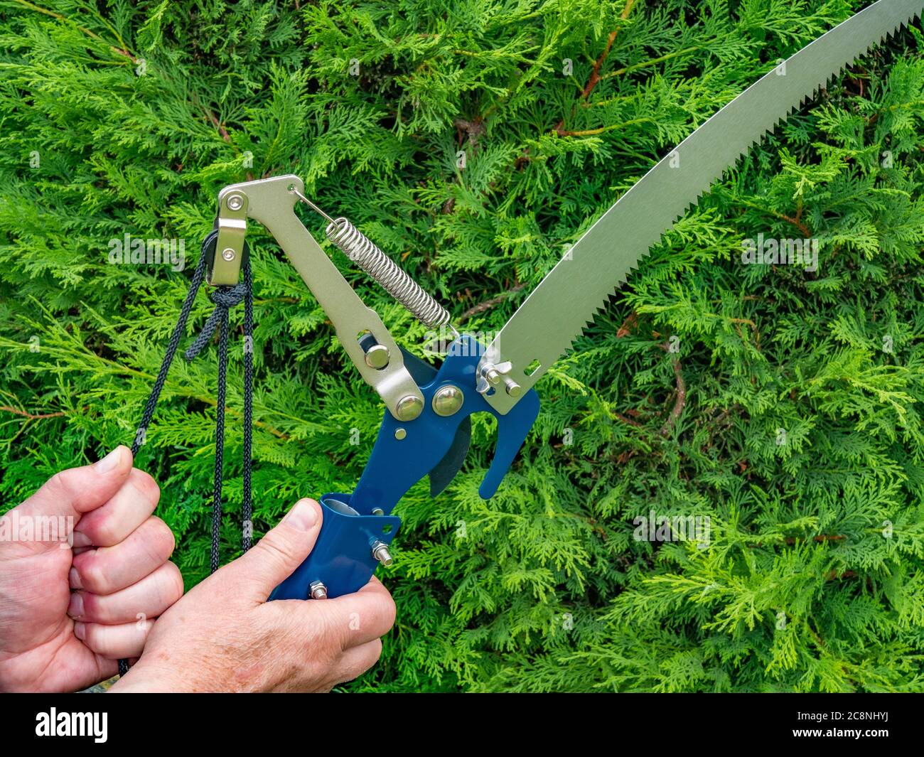 Closeup of a man's hands holding a pole pruner with saw attachment, while pulling a cord to activate the pruning blade, next to a conifer tree. Stock Photo