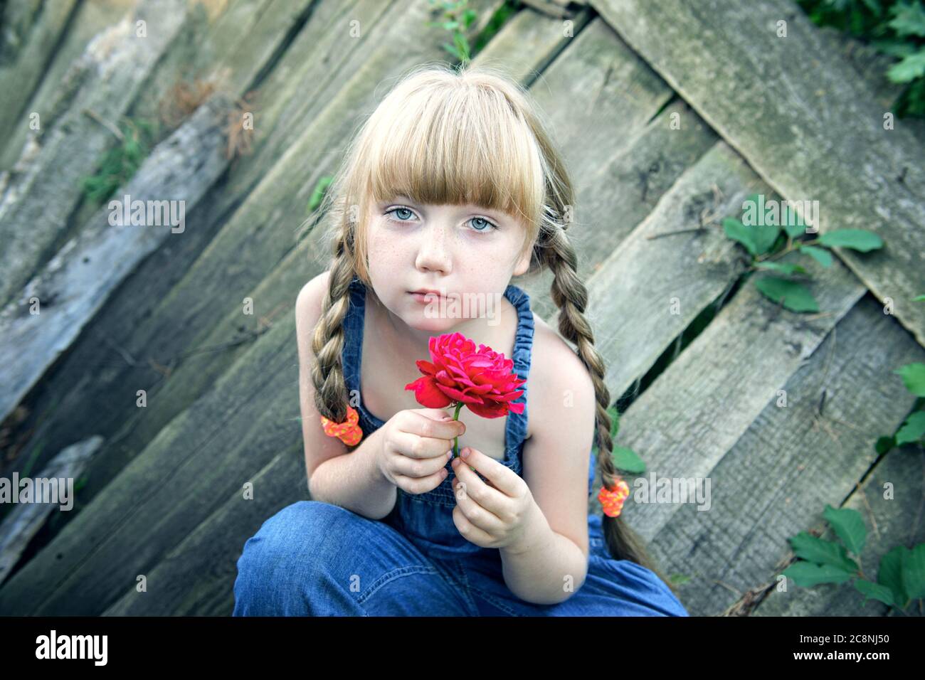 portrait of a charming young girl with a rose at an old log house. Close-up of a blue-eyed blonde teen Stock Photo