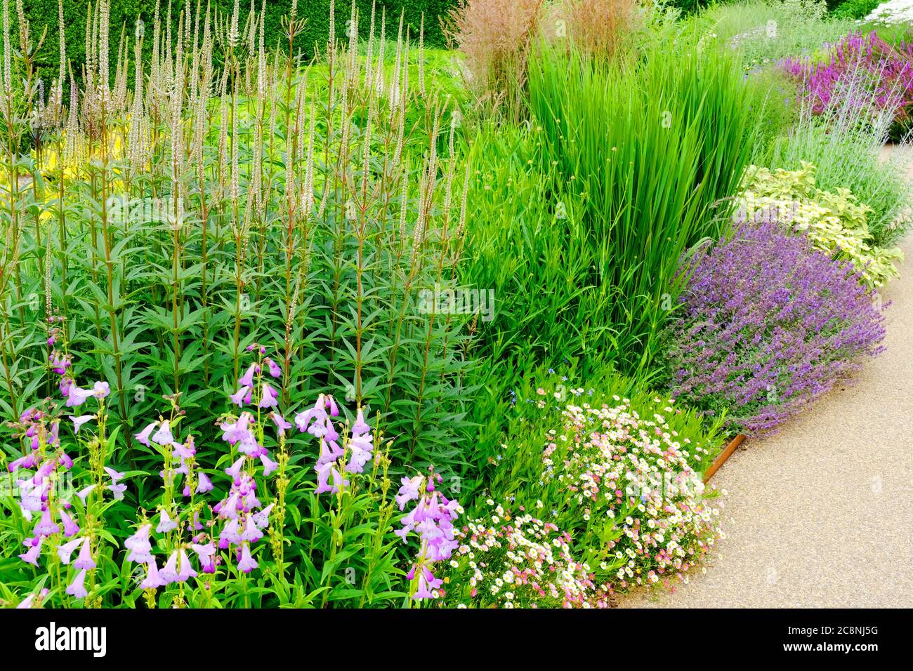 Lush English summer garden border - John Gollop Stock Photo
