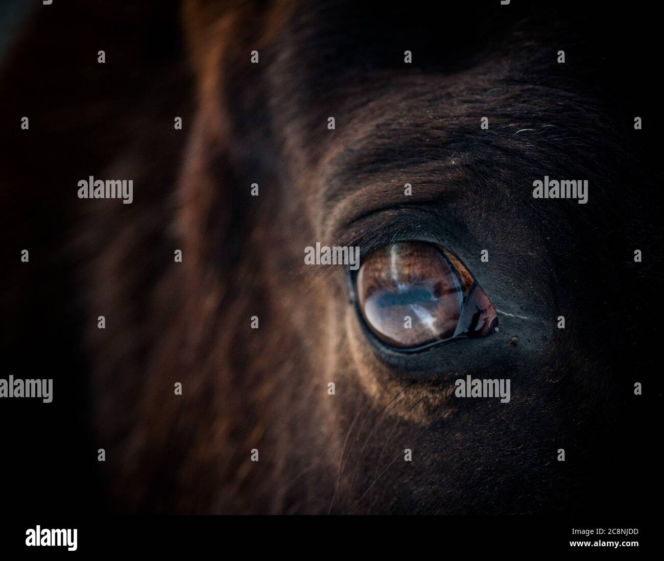 Horse eye closeup Stock Photo