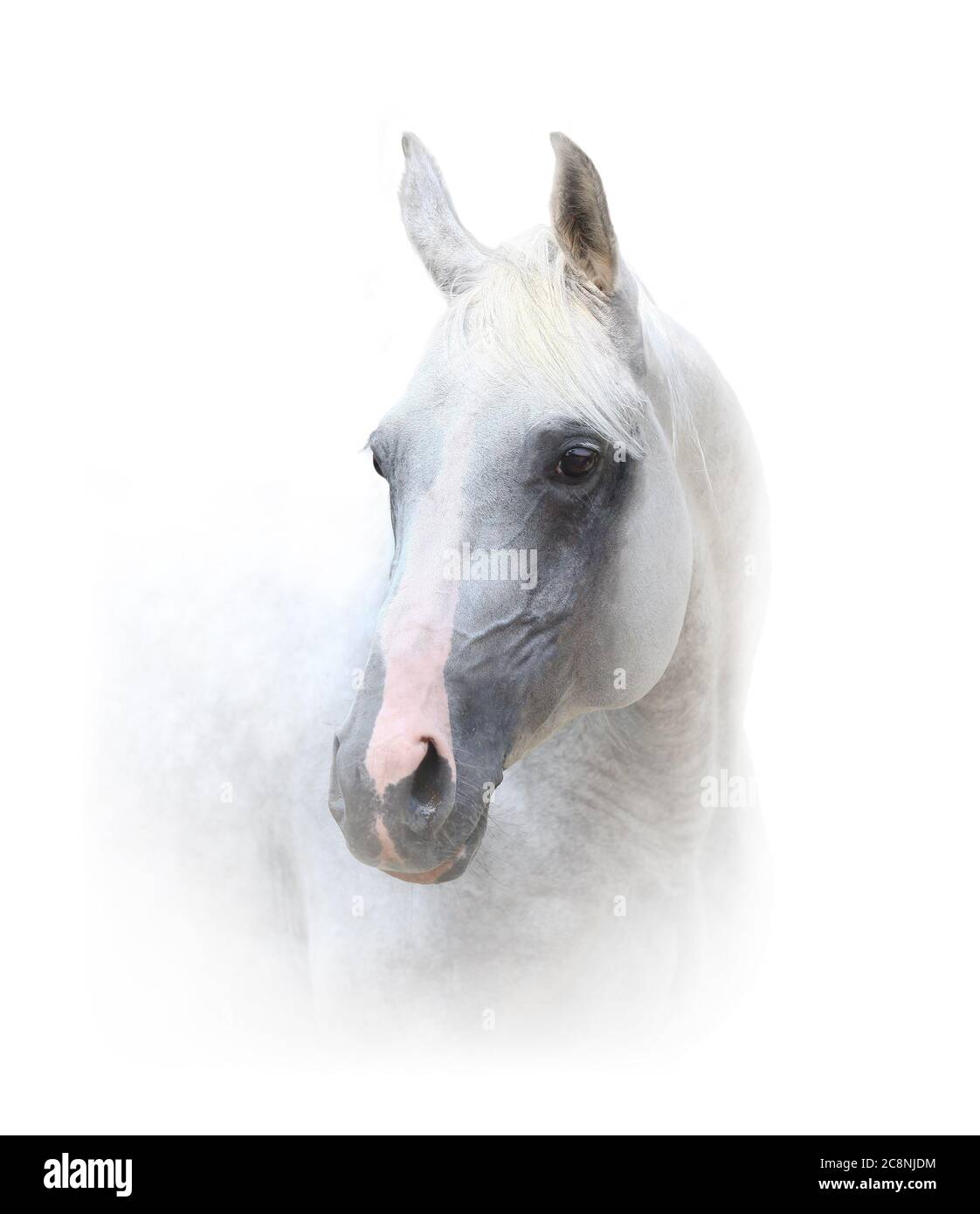 Beautiful white horse portrait on white Stock Photo
