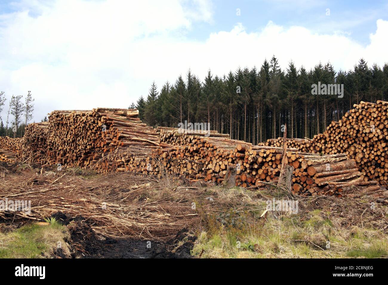 Forest pine trees log trunks felled by the logging timber industry which may have an environment